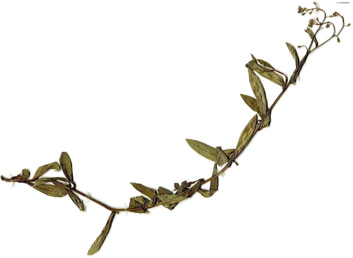 Myosotis martini (Boraginaceae)